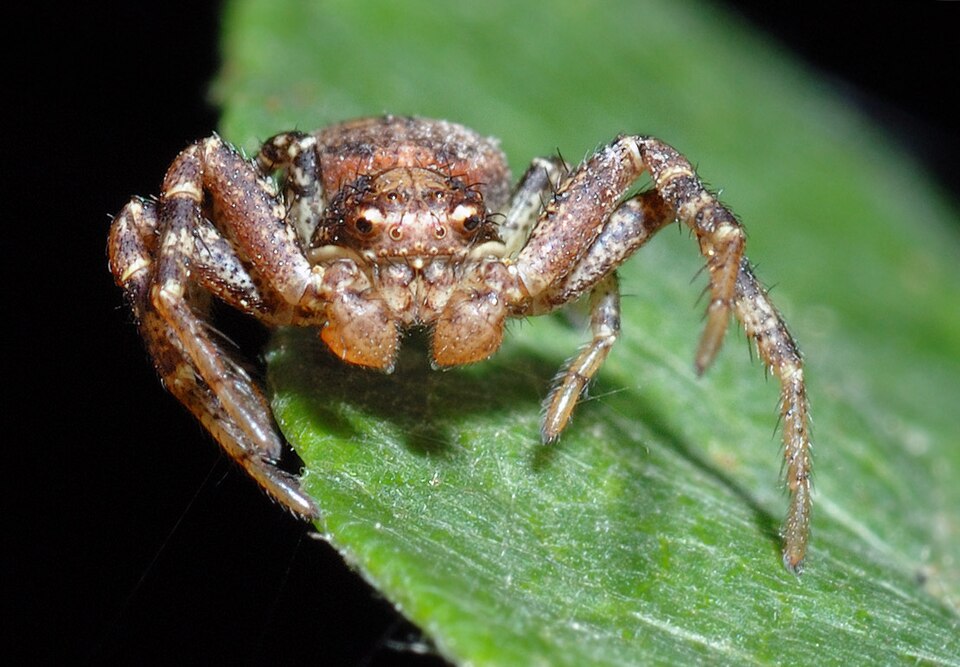 Photo of Eurasian leaflitter crab spider