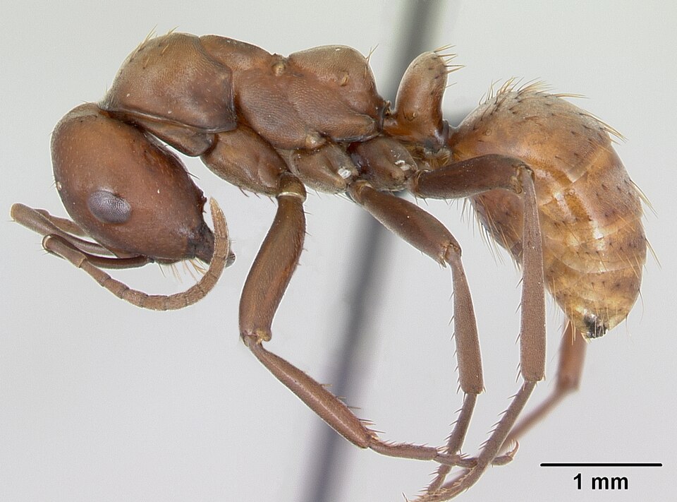 Photo of European Amazon ant
