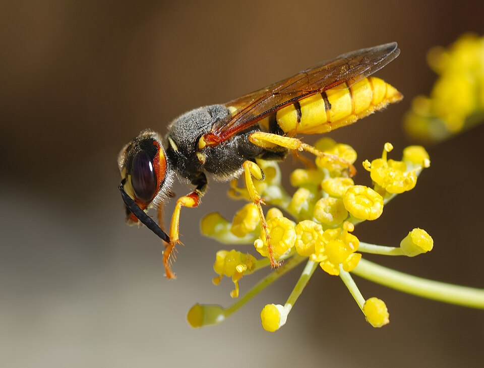 Photo of European beewolf