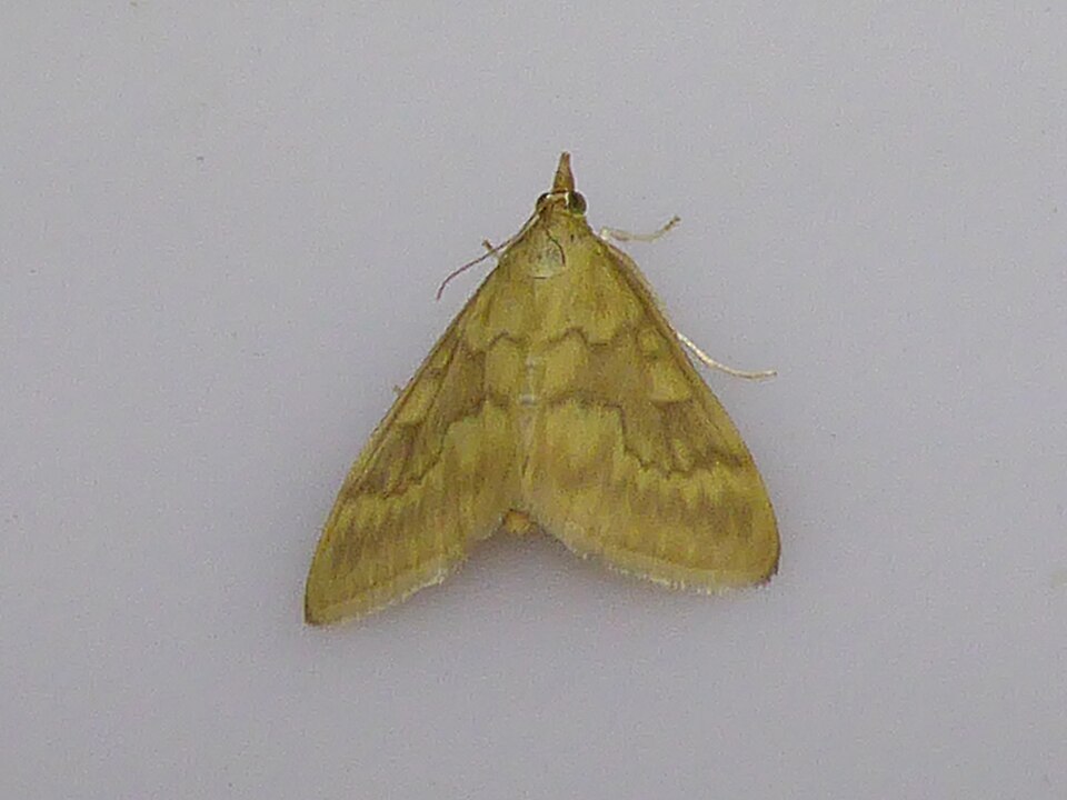 Photo of European corn borer