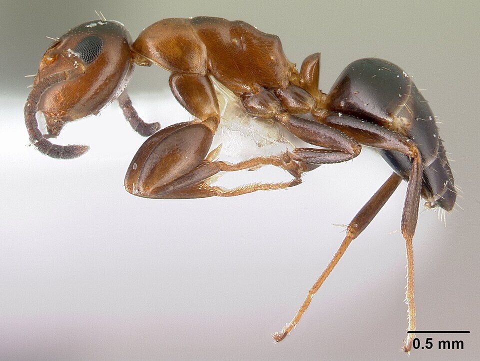 Photo of European gate-keeper ant