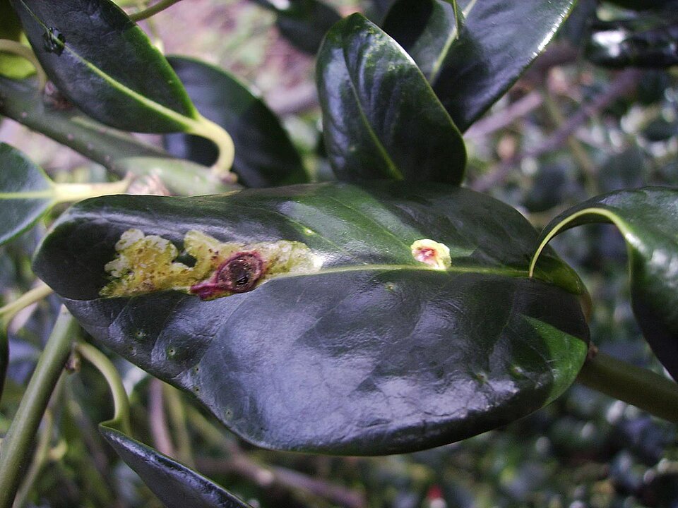 Photo of European holly leafminer