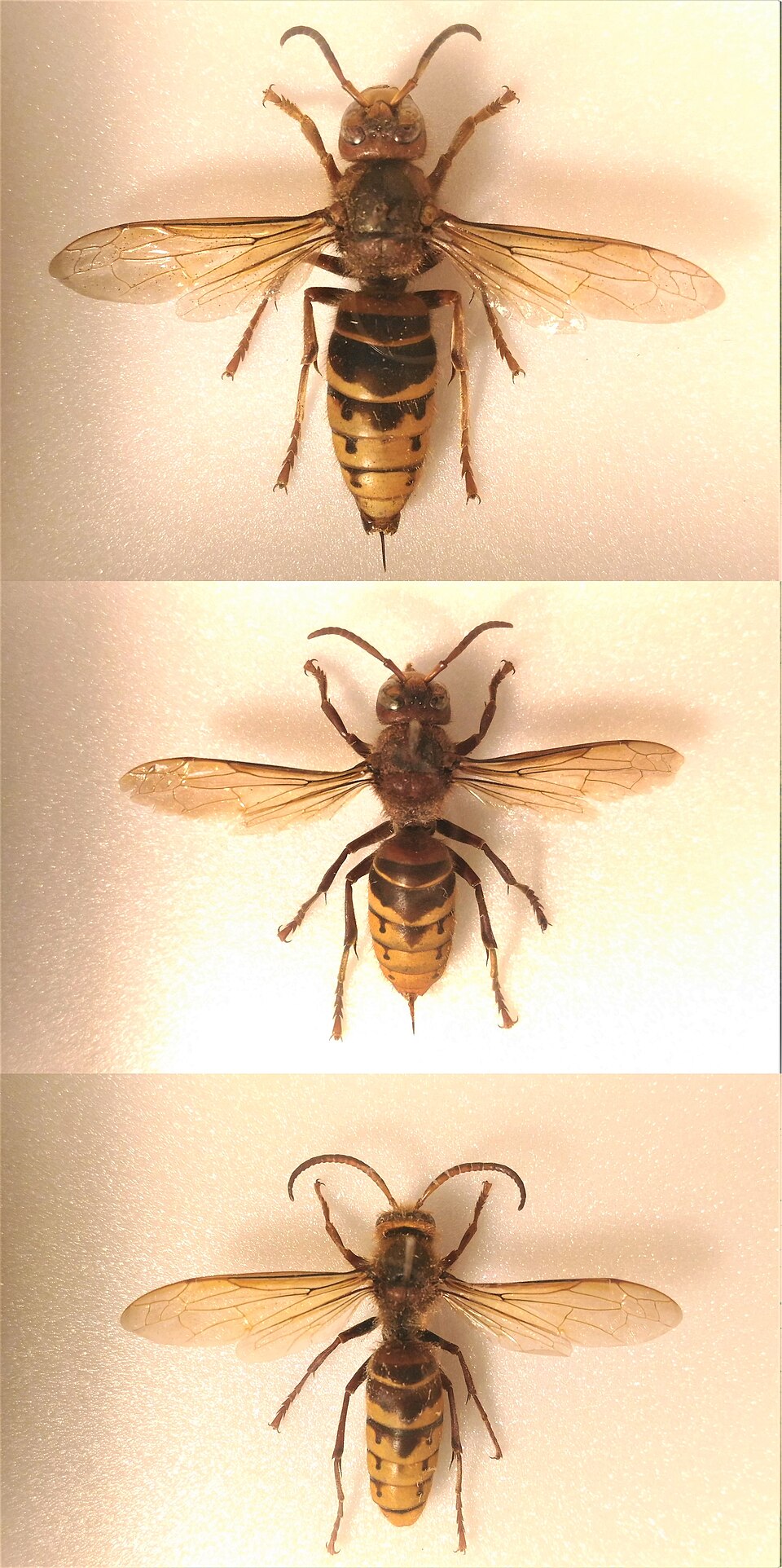 Photo of Vapsik