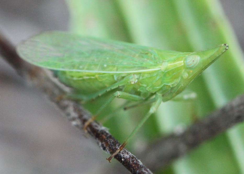 Photo of European lantern fly