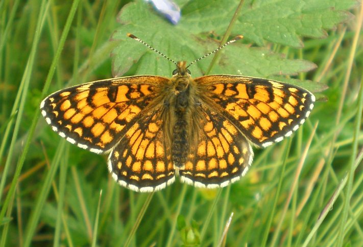 Photo of European meadow fritillary