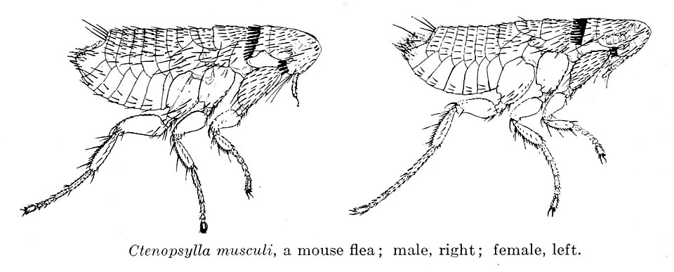 Photo of European mouse flea