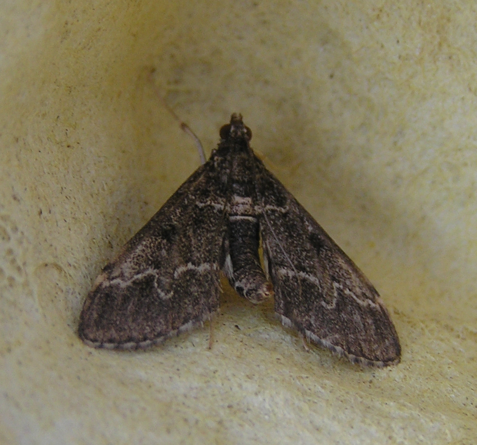 Photo of European pepper moth