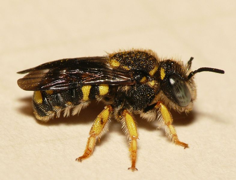 Photo of European rotund-resin bee