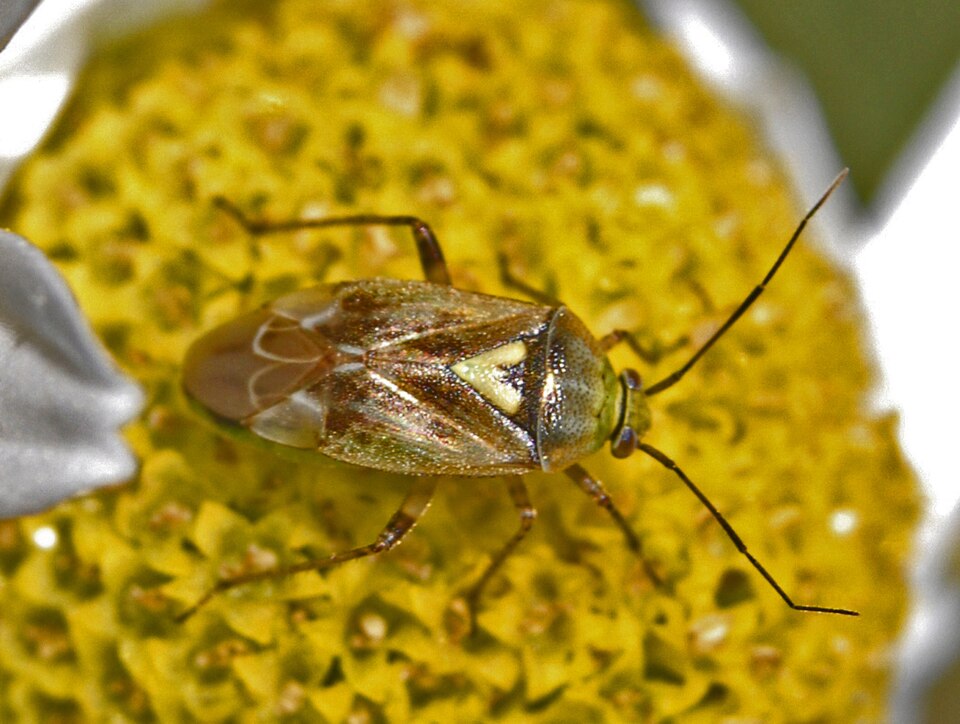 Photo of European tarnished plant bug