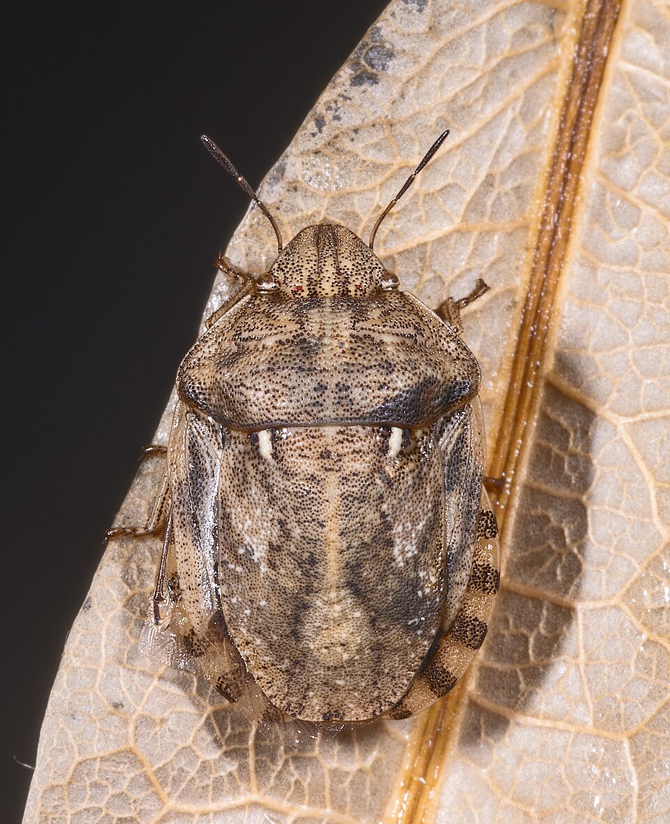 Photo of European tortoise bug