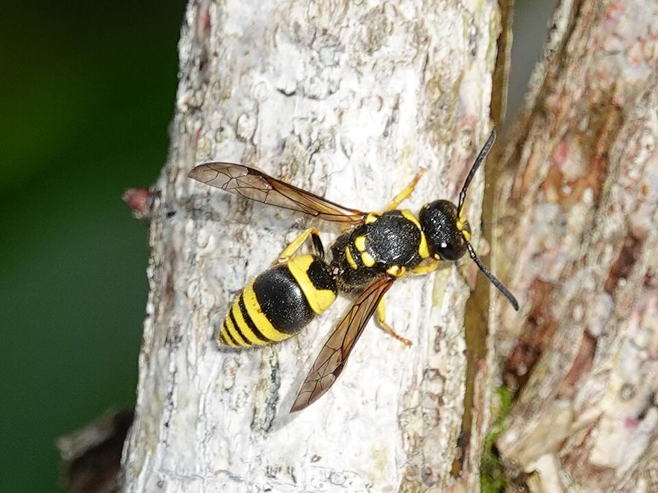 Photo of European tube wasp