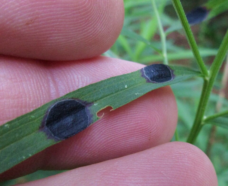 Photo of Euthamia leaf gall midge
