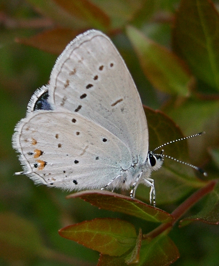 Photo of Short-tailed blue