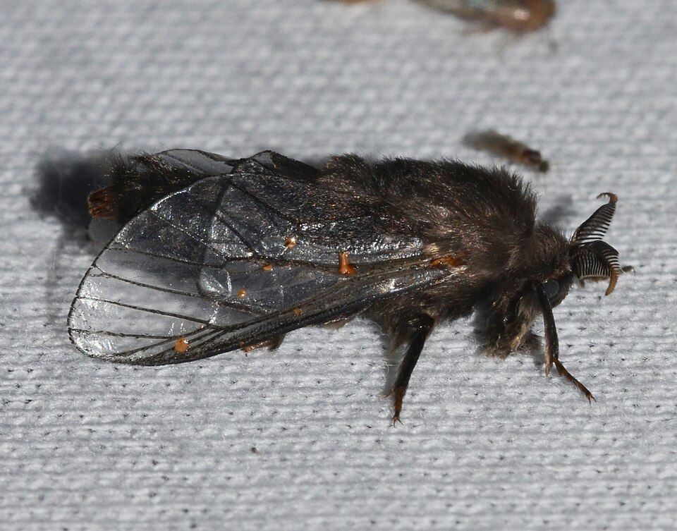 Photo of Evergreen bagworm
