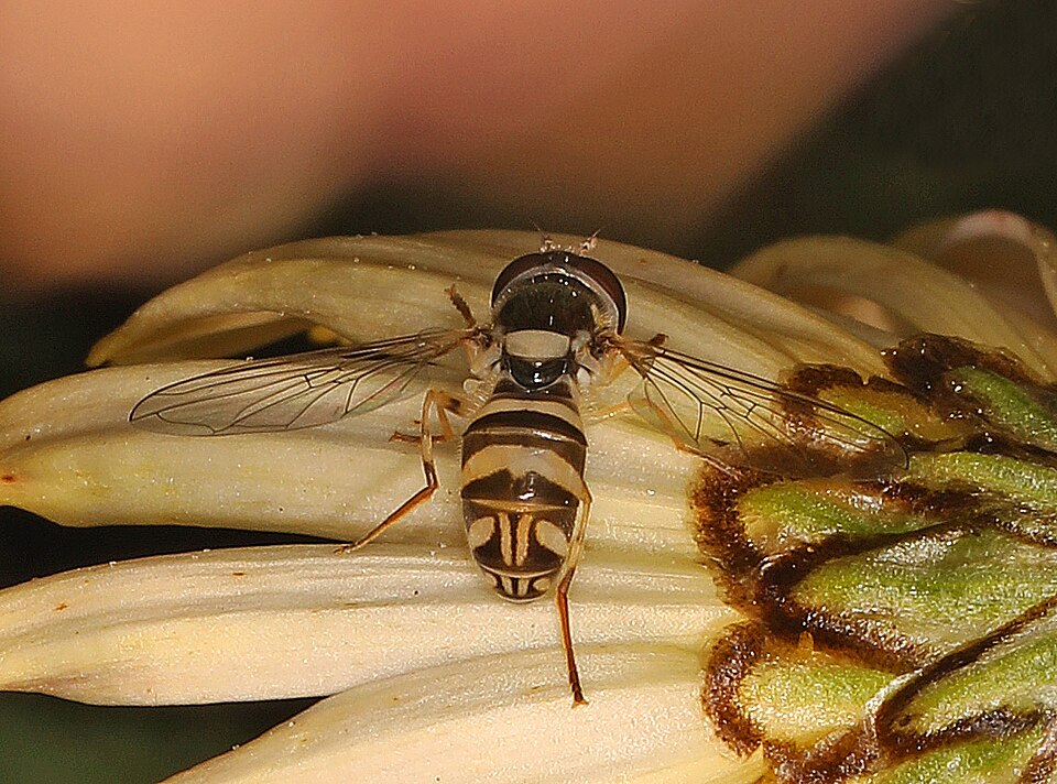 Photo of Exotic streaktail