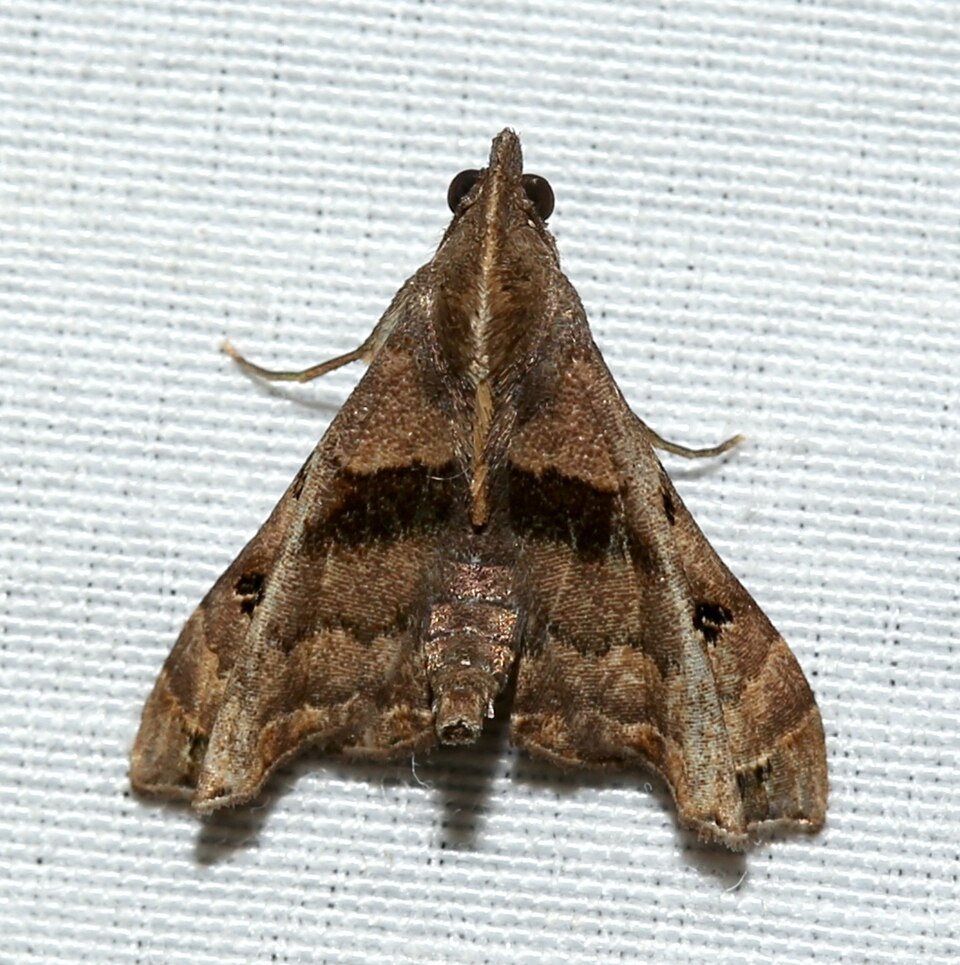Photo of Faint-spotted palthis moth