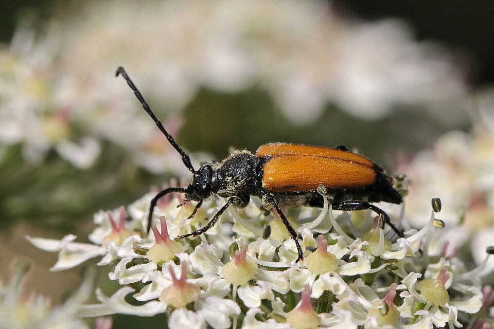 Photo of Fairy-ring longhorn beetle