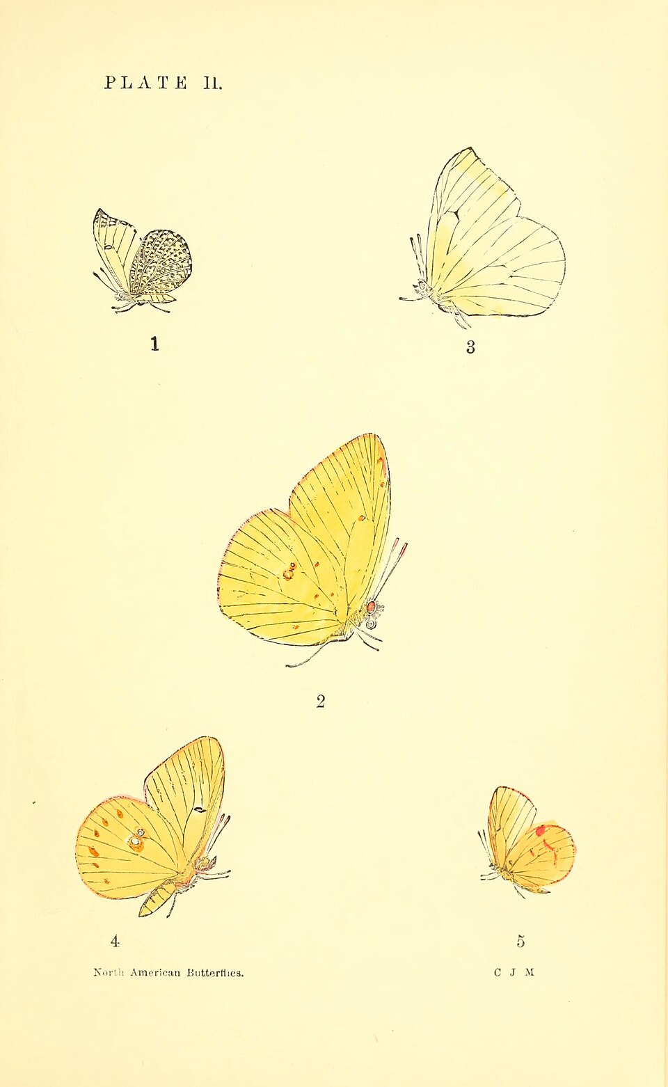 Photo of Falcate orangetip