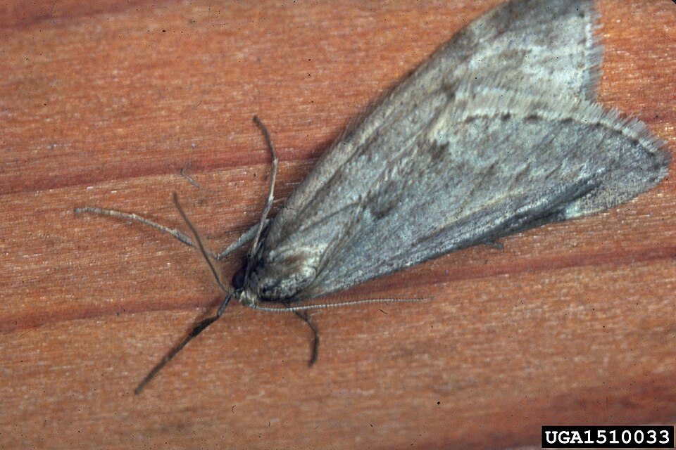 Photo of Fall cankerworm