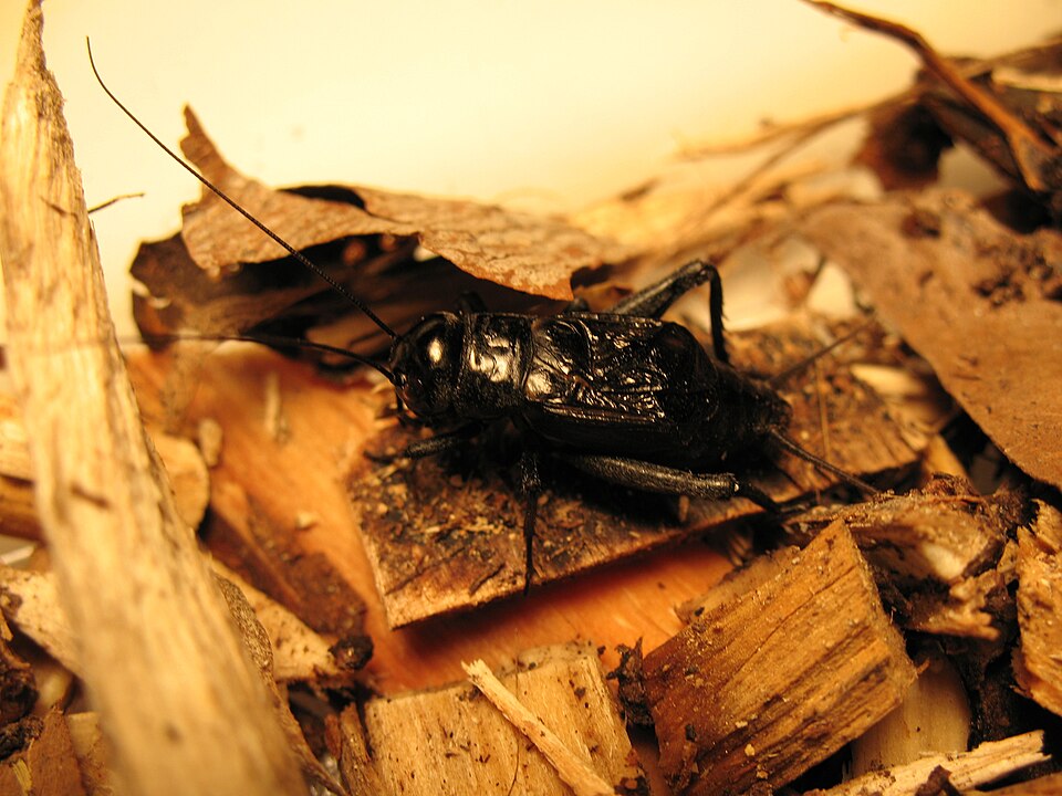 Photo of Fall field cricket