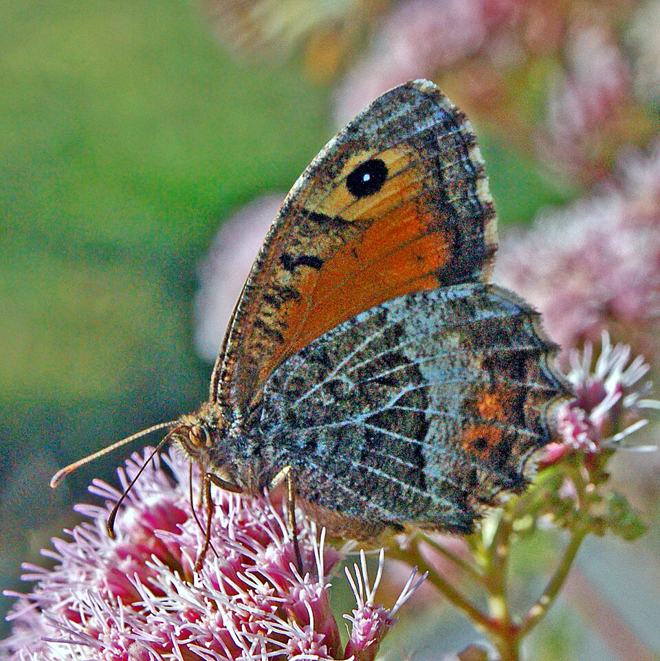 Photo of False grayling