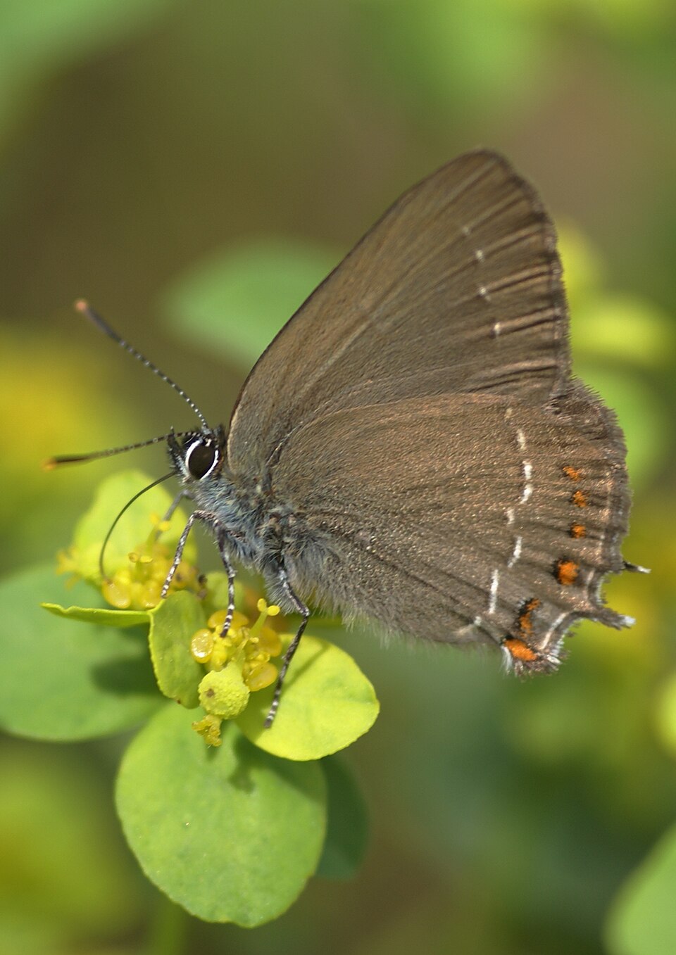Photo of False ilex hairstreak