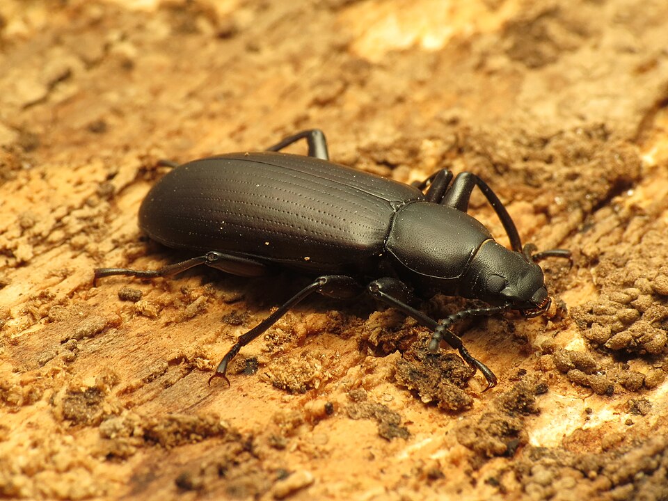 Photo of False mealworm beetle