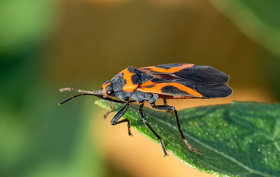 Photo of False milkweed bug