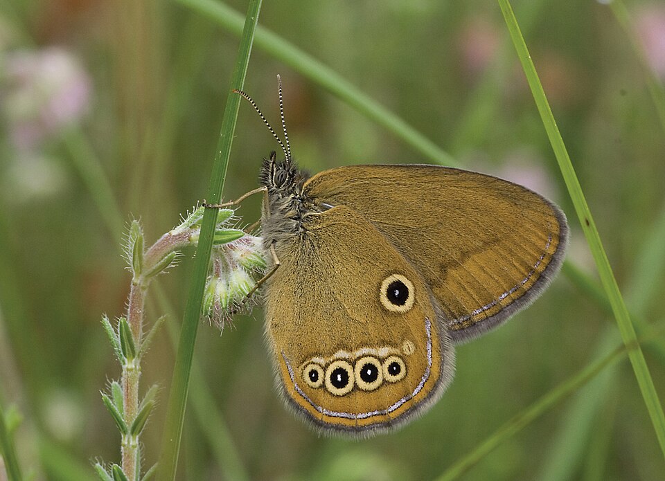Photo of False ringlet