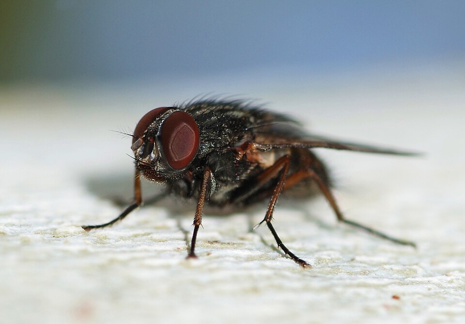 Photo of False stable fly