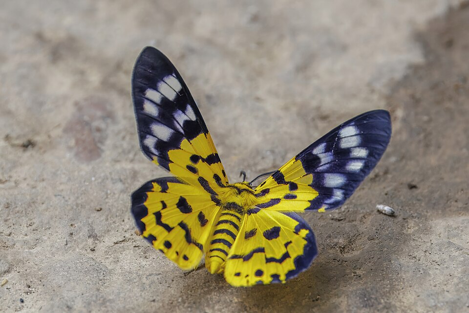 Photo of False tiger moth