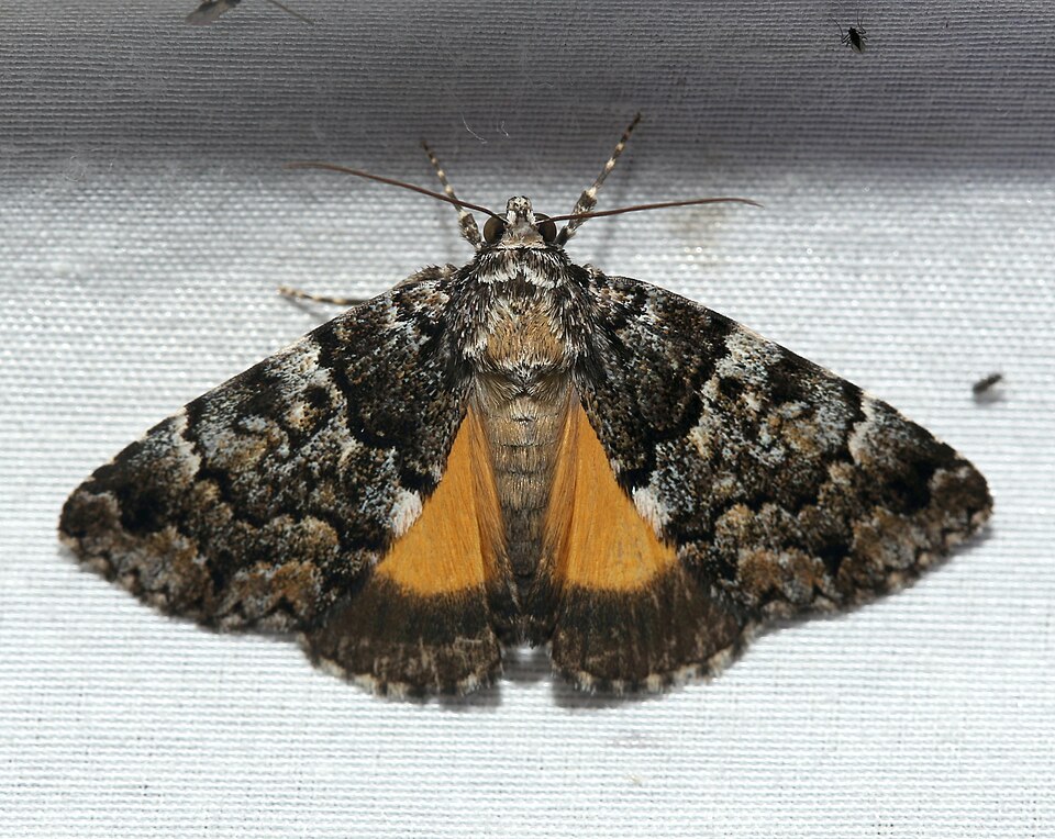 Photo of False underwing