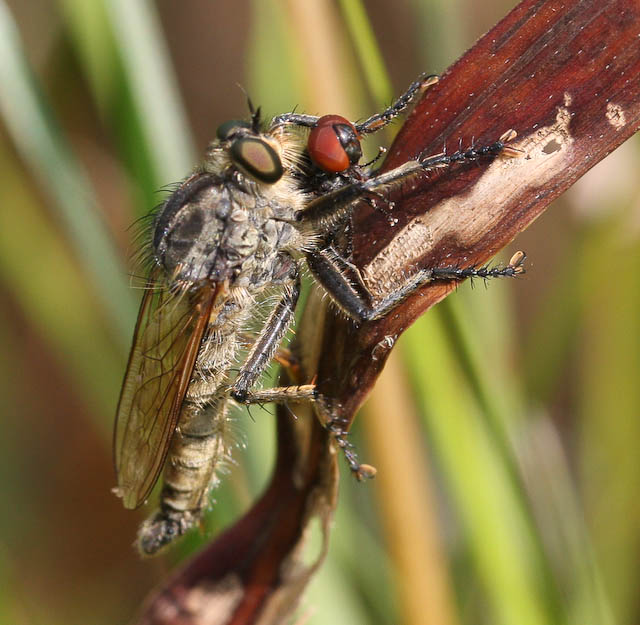 Photo of Fan-bristled robberfly