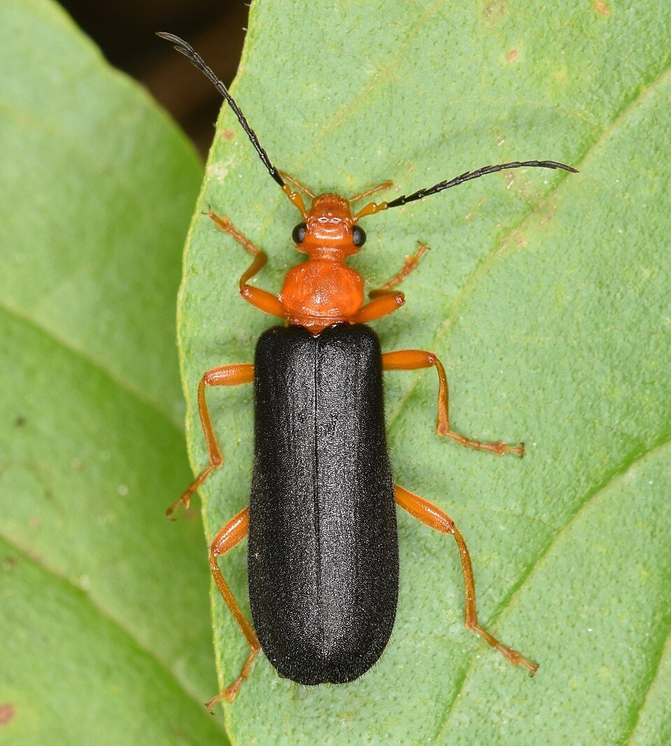 Photo of Fan-shaped fire-colored beetle
