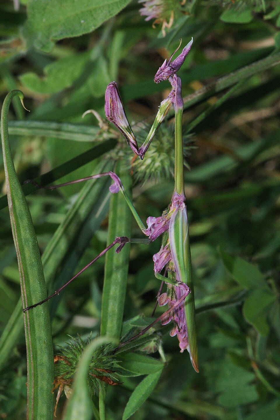 Photo of Fasciated conehead mantid