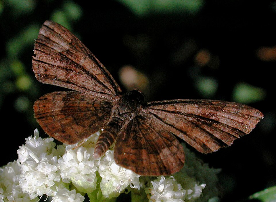 Photo of Fatal metalmark