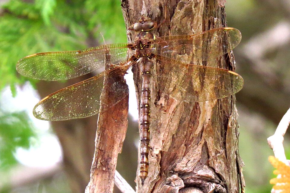 Photo of Fawn darner