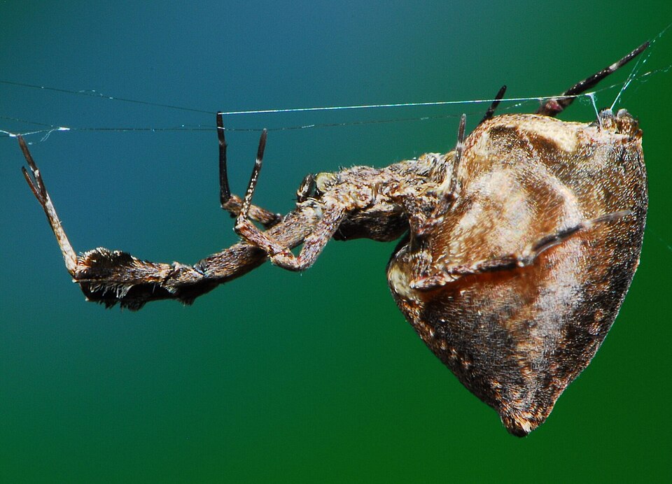 Photo of Feather-legged lace weaver