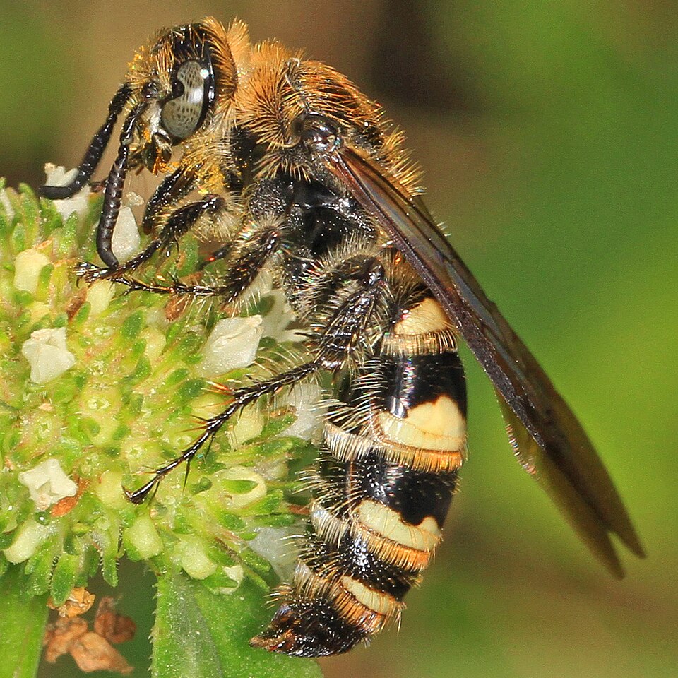Photo of Feather-legged scoliid wasp