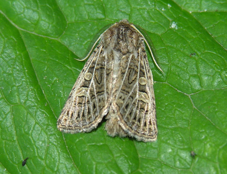 Photo of Feathered gothic
