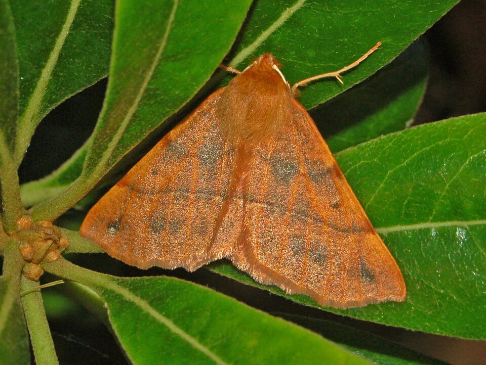 Photo of Feathered thorn