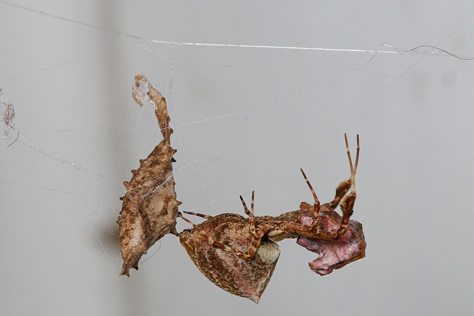 Photo of Featherlegged orbweaver