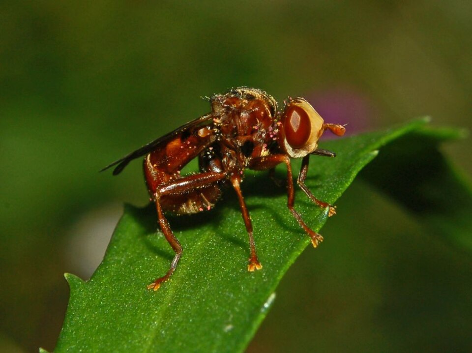 Photo of Ferruginous bee-grabber