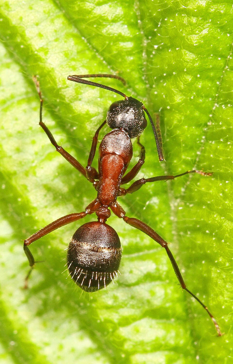 Photo of Ferruginous carpenter ant