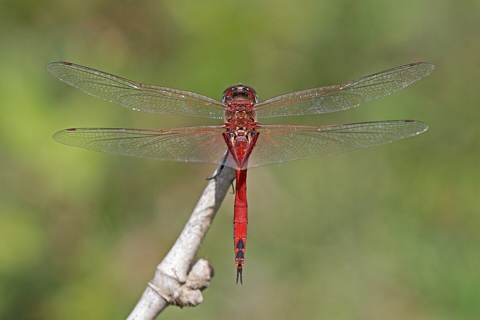 Photo of Ferruginous glider