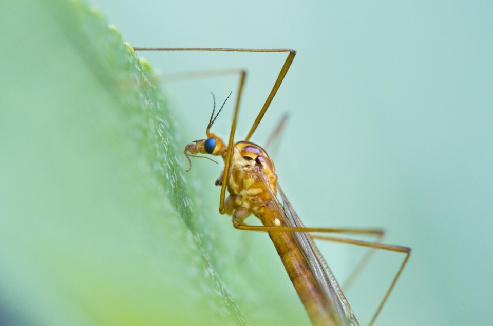 Photo of Ferruginous tiger crane fly