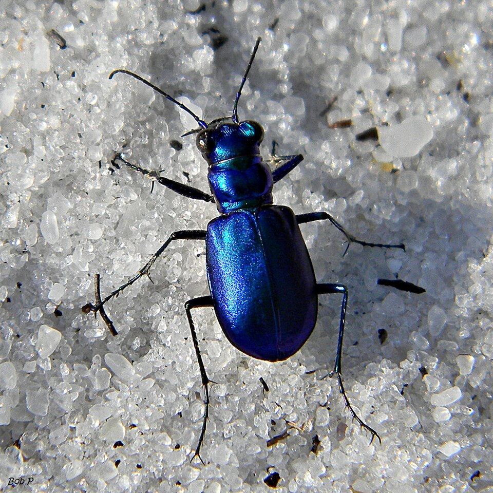 Photo of Festive tiger beetle