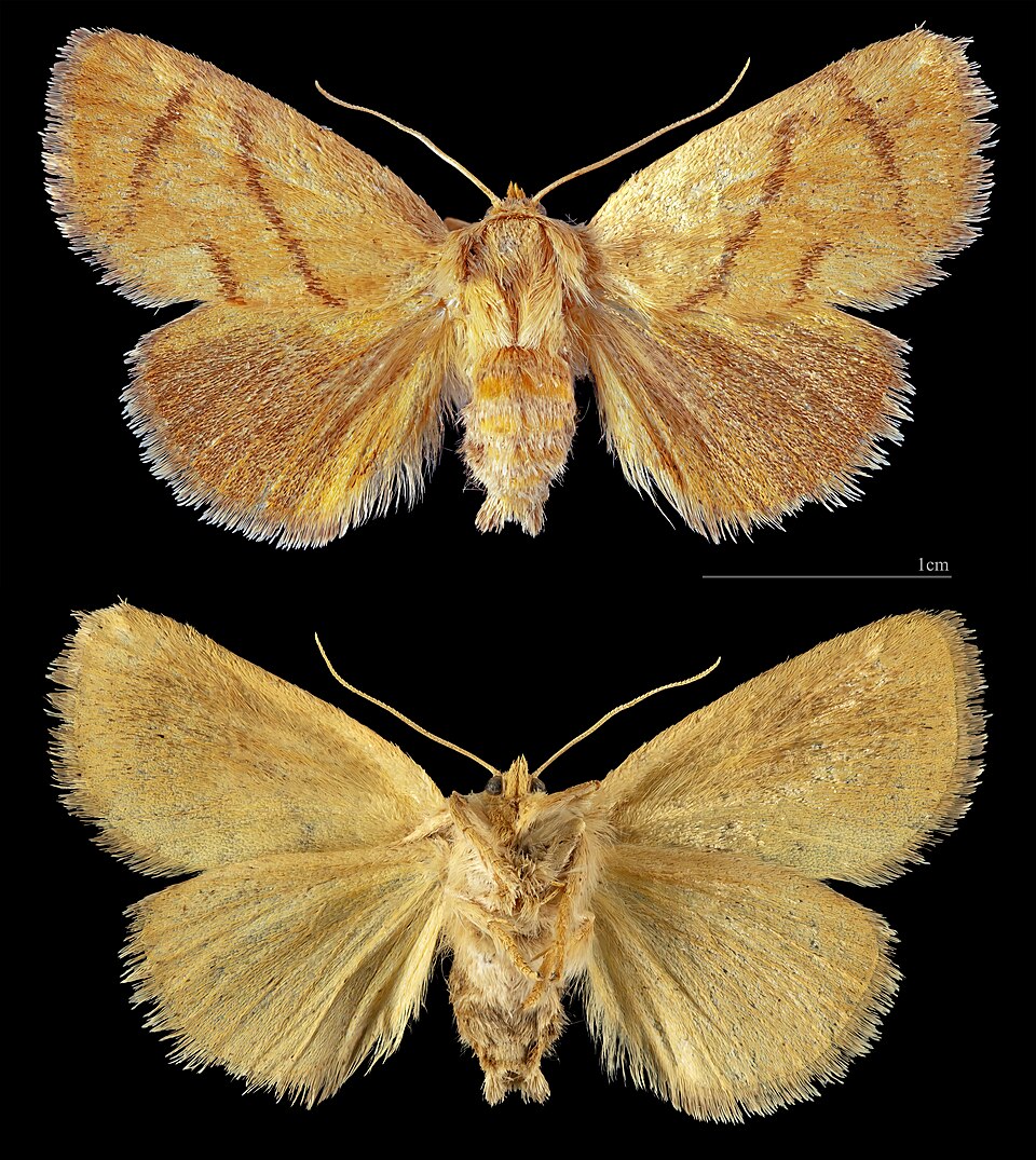Photo of Festoon