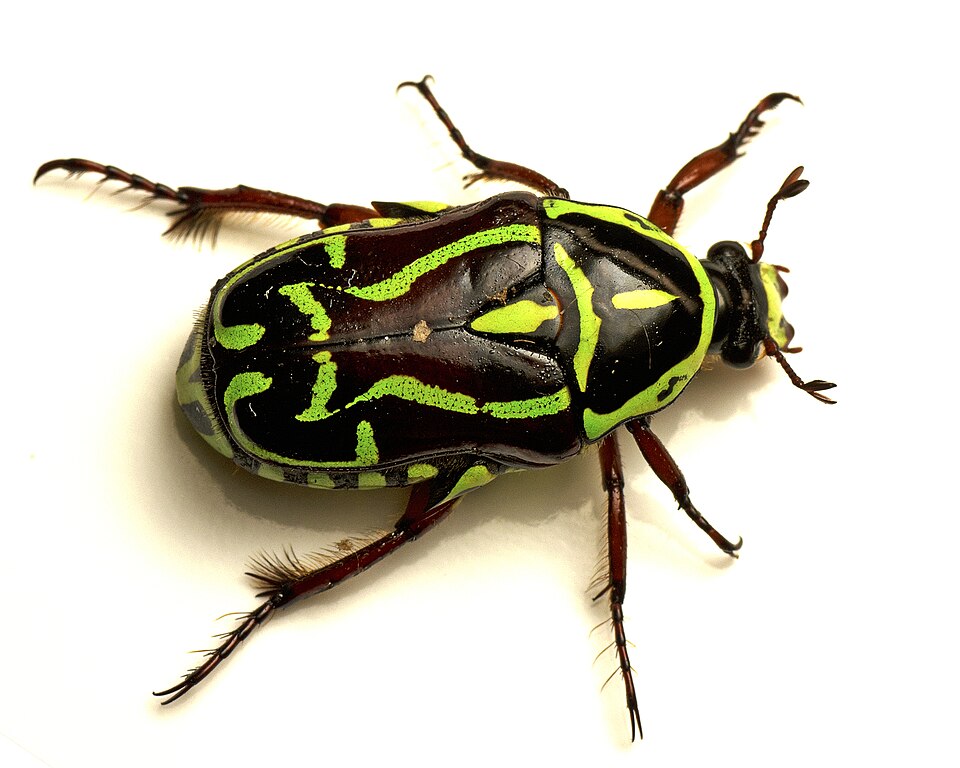 Photo of Fiddler beetle
