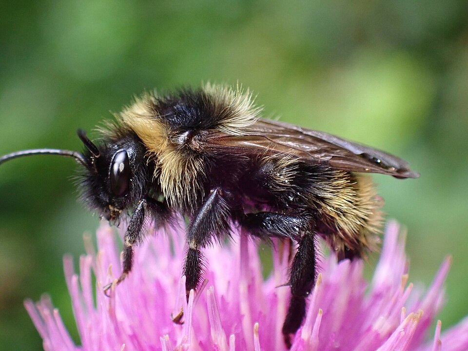 Photo of Field cuckoo bumble bee